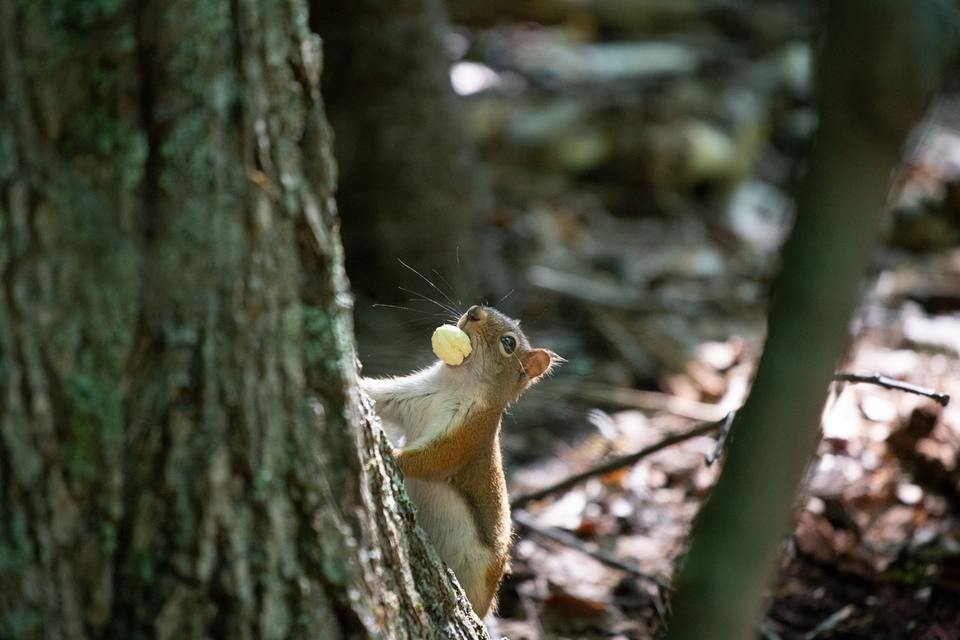 Galima išskirti apie 30 voveraičių rūšių, tarp jų ir labiausiai paplitusias Lietuvoje- paprastąsias voveres.
